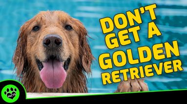 5 Reasons Not To Get A Golden Retriever - Dogs 101