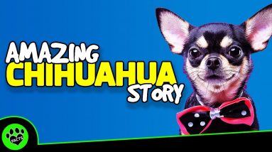 Chihuahua Dogs 101 - An Amazing Story