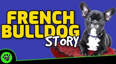 French Bulldog Dogs 101 - Everything You Need to Know & More