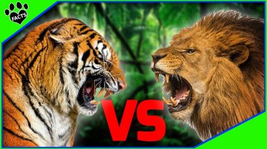 King Of The Jungle Lion Vs Tiger
