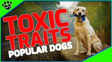 Surprisingly Toxic Traits of 10 Popular Dog Breeds