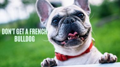 Top 10 Best Dog Breeds for Kids - TopTenz