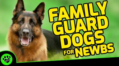 Top 5 Best Family Guard Dog For First Time Owner