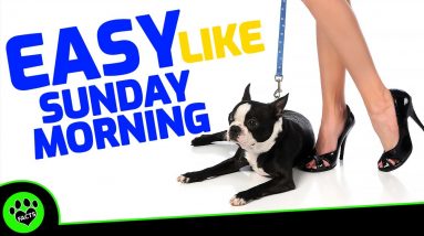 Top 7 Amazing Small Dog Breeds That are  Easy To Take Care Of