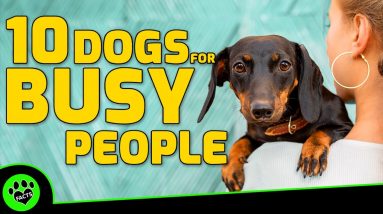 Top 10 Low Maintenance Dogs For Busy Owners   TopTenz