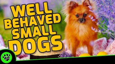 Top 10 Most Well Behaved Small Dog Breeds - TopTenz