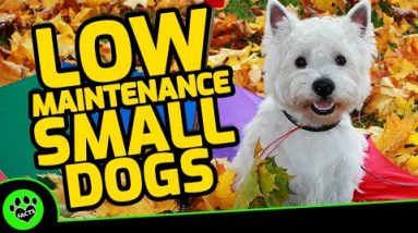 Top 10 Small Dogs With Low Maintenance - TopTenz