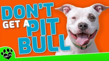 5 Legit Reasons NOT To Get A Pitbull