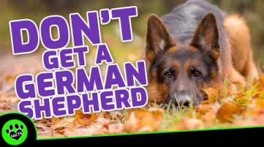 5 Reasons Not To Get A German Shepherd - Dogs 101