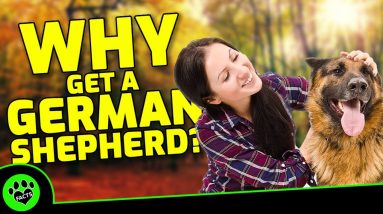 6 Amazing Reasons To Get A German Shepherd   Dogs 101