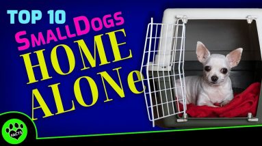 Top 10 Small Dogs That Can Be Left Alone All Day   TopTenz