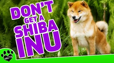 5 Reasons Not To Get A Shiba Inu   Dogs 101