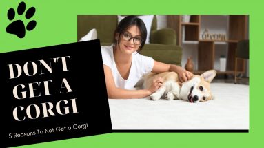 Top 5 Reasons Not To Get A Corgi - Dogs 101