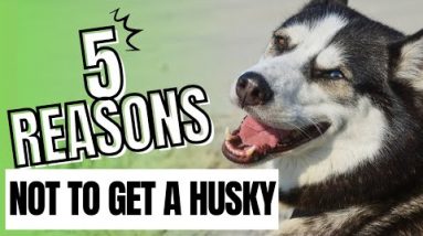 5 Reasons Not to Get a Husky