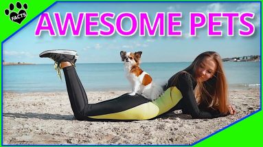 Amazing Small Dog Breeds that Make Good Pets