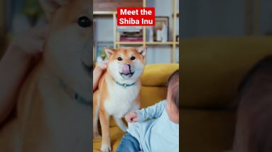 Adaptability Masters: The Versatile Beauty of Shiba Inu