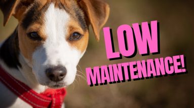 The Top 5 Most Adorable Low Maintenance Dogs - Perfect for Busy Pet Owners!