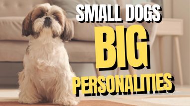 Explore the Charm of Miniature Dog Breeds