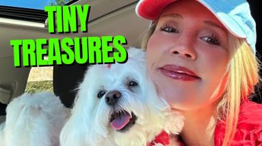Tiny Treasures: A Guide to the Best Small Dog Breeds for Your Home