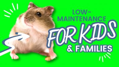 Top 10 Low Maintenance Pets for Kids: Fun and Beginner Friendly Companions