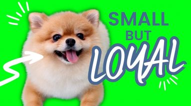 Discover Top 10 Small Loyal Dog Breeds! Which of These Adorable Breeds Will Steal Your Heart?