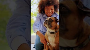 French Bulldogs: The Ultimate Emotional Support Companion #esa #emotionalsupportdog #frenchbulldog