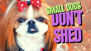 10 Small Dog Breeds That Don't Shed - Your Guide to Low Maintenance Pets
