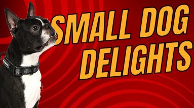 Best Small Dog Breeds for Seniors: Choosing the Perfect Companion