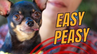 Top 7 Low Maintenance Small Dog Breeds - The Best Choices for Novice Dog Owners