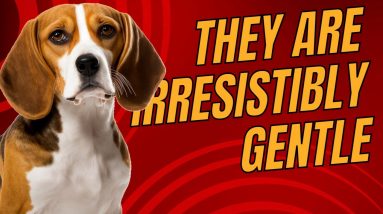 Top 7 Gentle and Sweet-Natured Small Dog Breeds for Families and Seniors