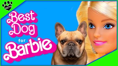 Paws and Pizzazz: The Top 10 Dog Breeds That Match Barbie's Style