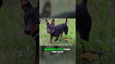 Unleash Adventure with the Energetic Miniature Pinscher Essential Grooming Tips