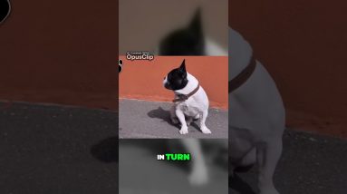 The French Bulldogs Unique Exercise Needs Understanding Their Oxygen Challenges