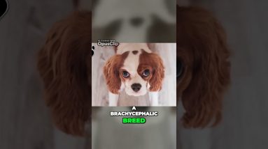 The English Toy Spaniel Your Perfect Peaceful and Timid Companion