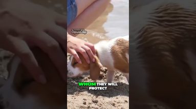 Unleash the Fun Beagles and Kids  The Perfect Adventure Buddies