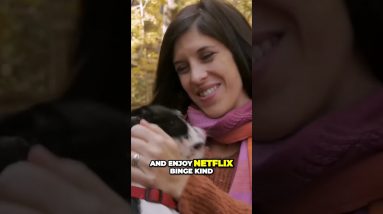 Unwind with the Ultimate Couch Buddy  The Laid Back Boston Terrier  #top10dogs #smalldogs