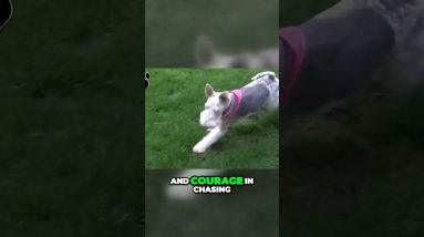Dive into the Dynamic World of Fox Terriers!