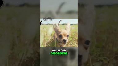 Hidden Danger The Surprising Threat to Chihuahuas Health  Safety