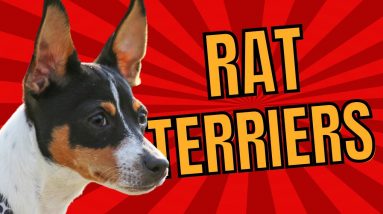 Rat Terriers 101: Small Dog Marvels Unleashed!