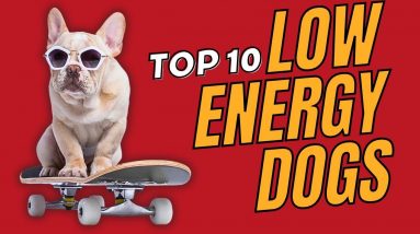 Top 10 Low Energy Dog Breeds Small, Medium and Large. - Dogs 101