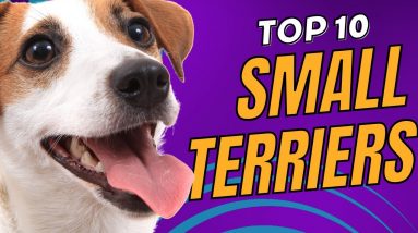 Top 10 Small Terrier Breeds You'll Adore - Dogs 101