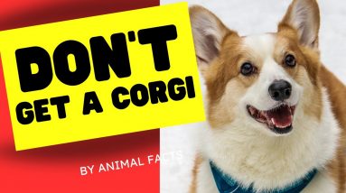 Top 5 Reasons NOT to Get a Corgi: Pros and Cons - 4k AI Remaster
