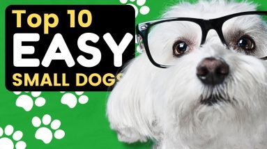 Top 10 Easy Small Dog Breeds That Are Great for Seniors - Dogs 101