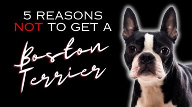 5 Reasons NOT to Get a Boston Terrier - Dogs 101