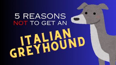 Top 5 Reasons NOT to Get an Italian Greyhound