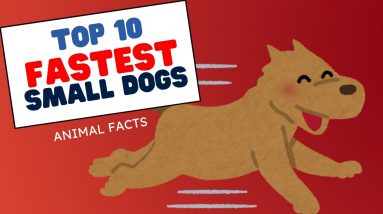 Top 10 Fastest Small Dog Breeds