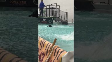Dock Diving Dogs #doglover #doglife