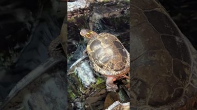 Everyone Loves Turtles #turtle