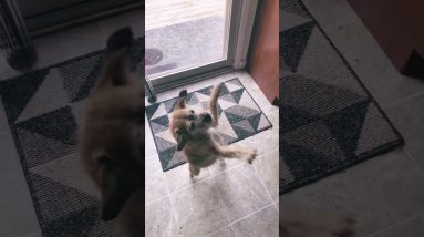 Pop Music #dance #dancer