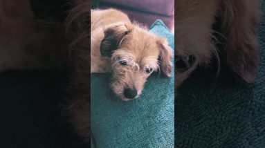 Two seconds of cuteness ❤️ #dogshorts